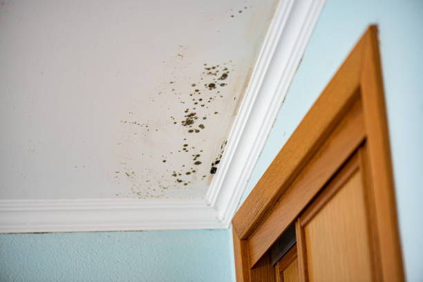 Best Post-Flood Mold Remediation in Bullard, TX