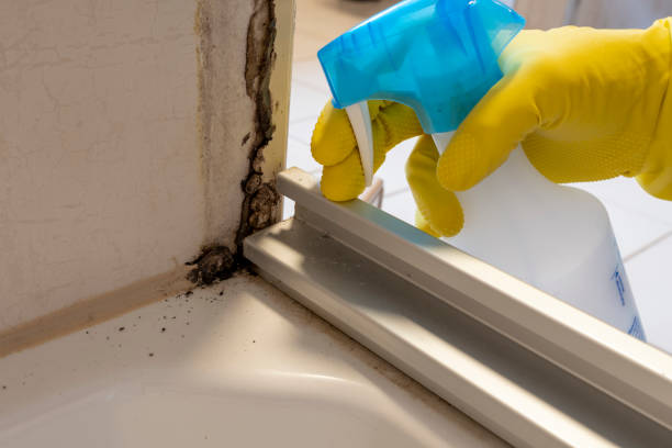 Best Health and Safety Mold Remediation in Bullard, TX