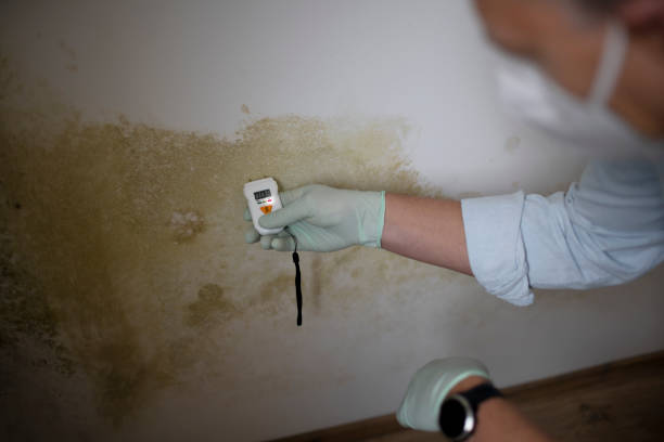 Best Attic Mold Remediation in Bullard, TX
