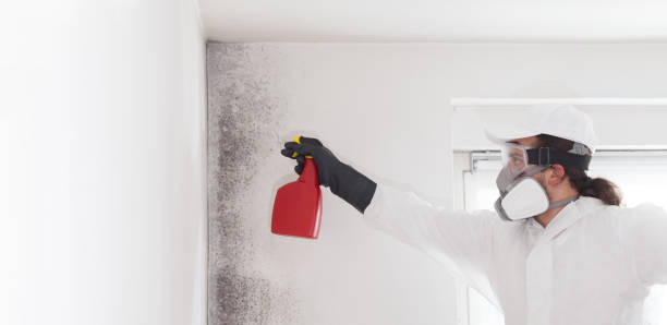 Best Residential Mold Remediation in Bullard, TX