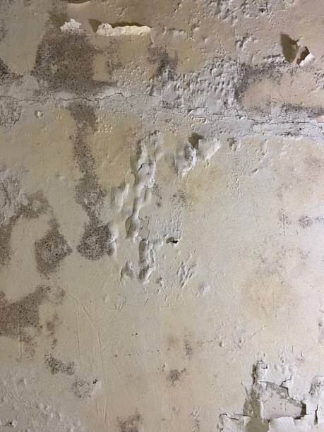 Best Localized Mold Remediation (e.g., coastal areas, humid climates) in Bullard, TX