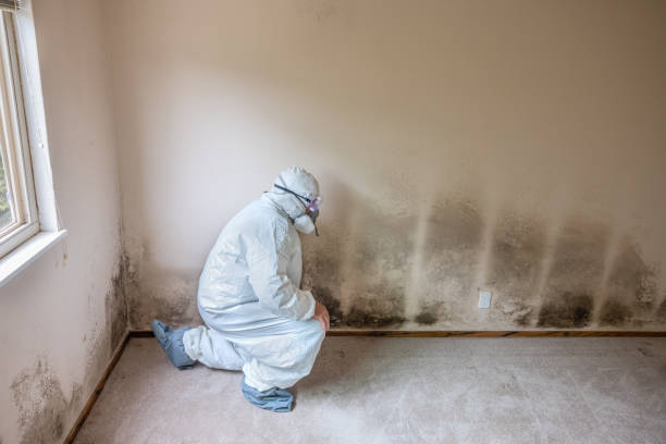 Best Insurance-Related Mold Remediation in Bullard, TX
